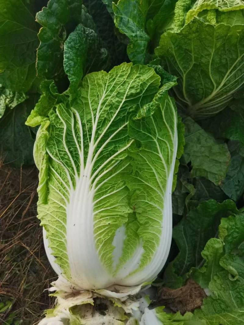 产地直供黄心大白菜《净菜、毛菜》脆甜无筋