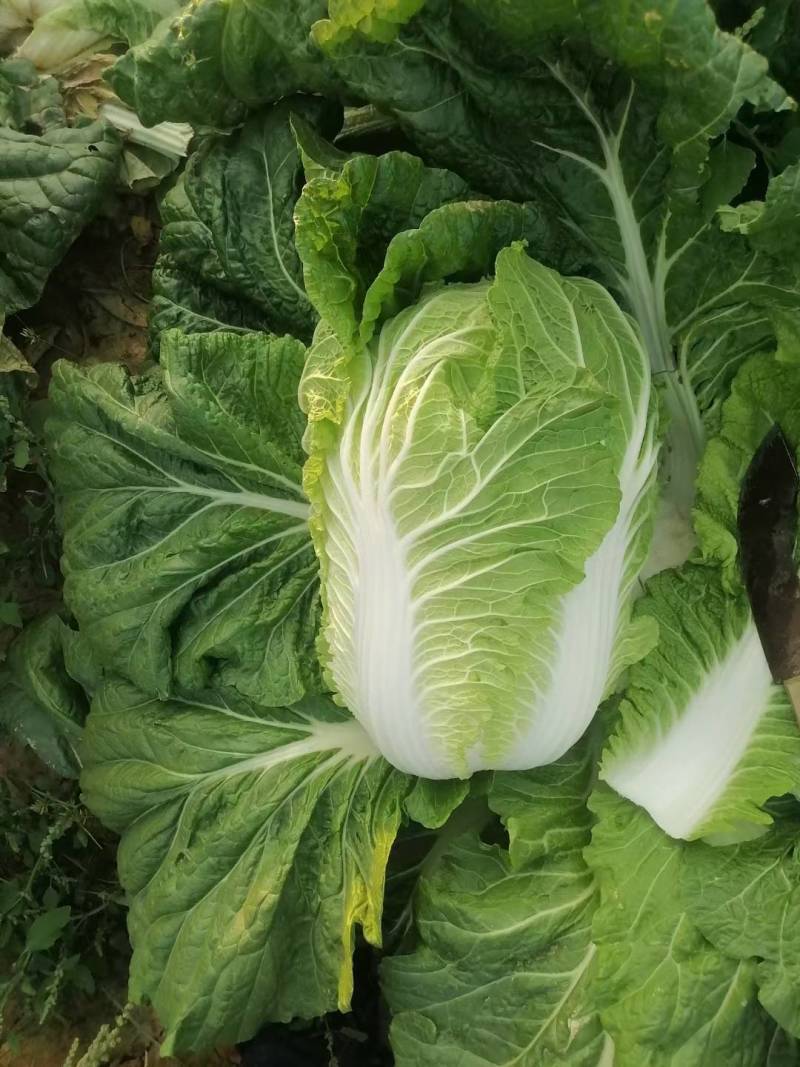产地直供黄心大白菜《净菜、毛菜》脆甜无筋