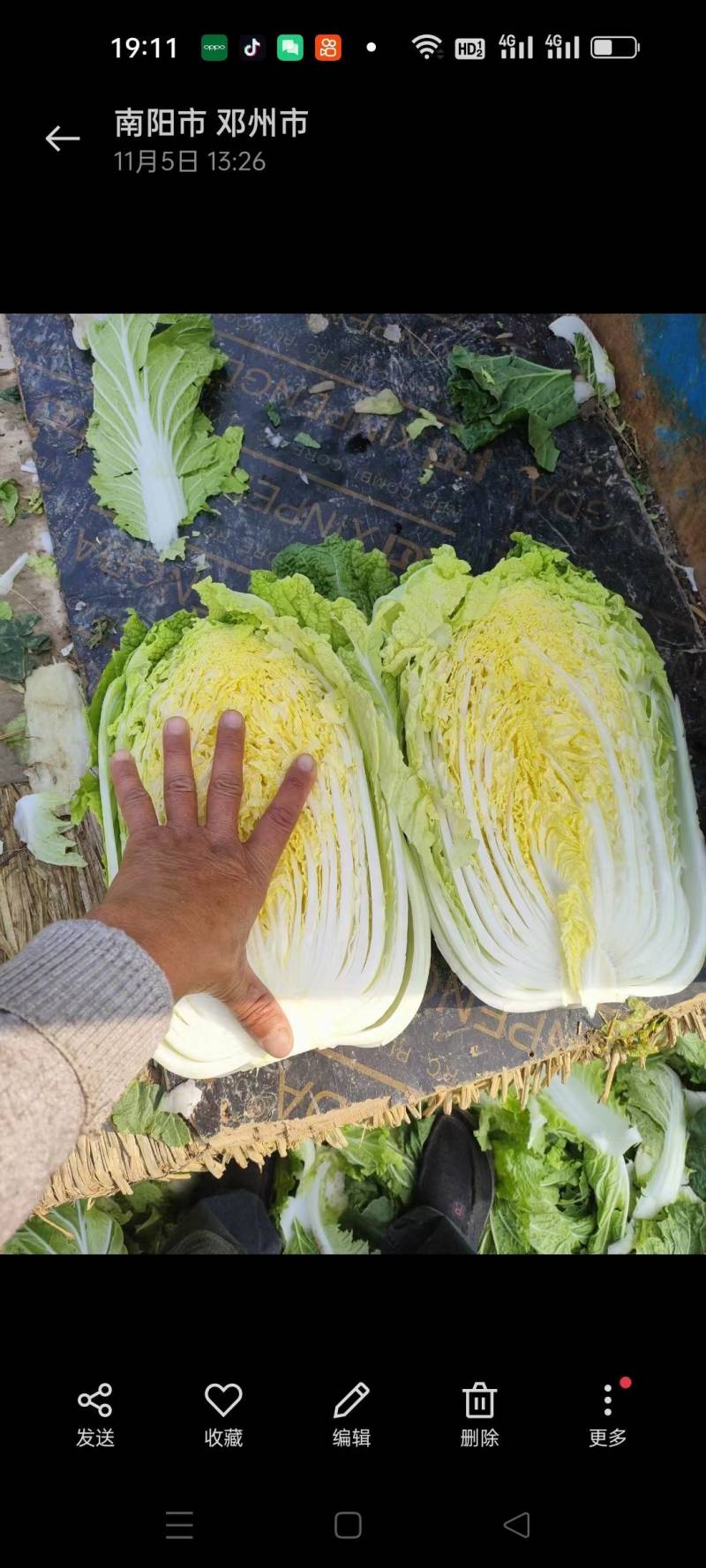 产地直供黄心大白菜《净菜、毛菜》脆甜无筋