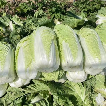 产地直供黄心大白菜《净菜、毛菜》脆甜无筋