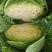 陕西莲花白、包菜圆包菜扁包菜甘蓝代发全国