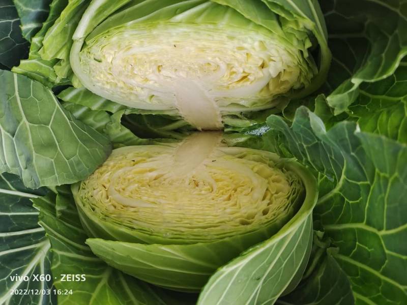 陕西莲花白、包菜圆包菜扁包菜甘蓝代发全国