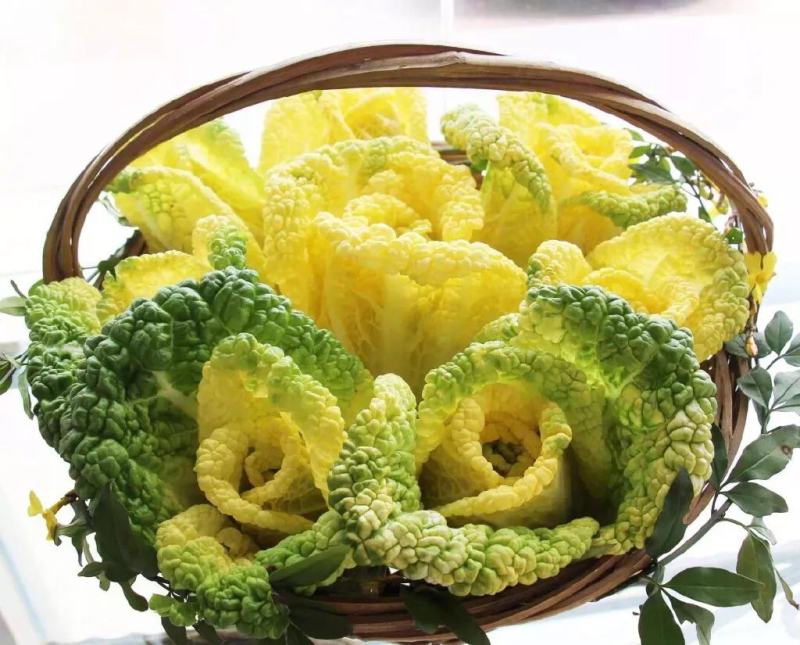 白菜界的愛玛仕-黄玫瑰