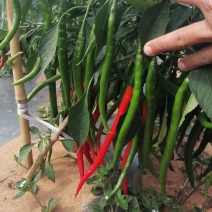 黑线椒，大量有货，可以定了，价格小涨价，欢迎光临