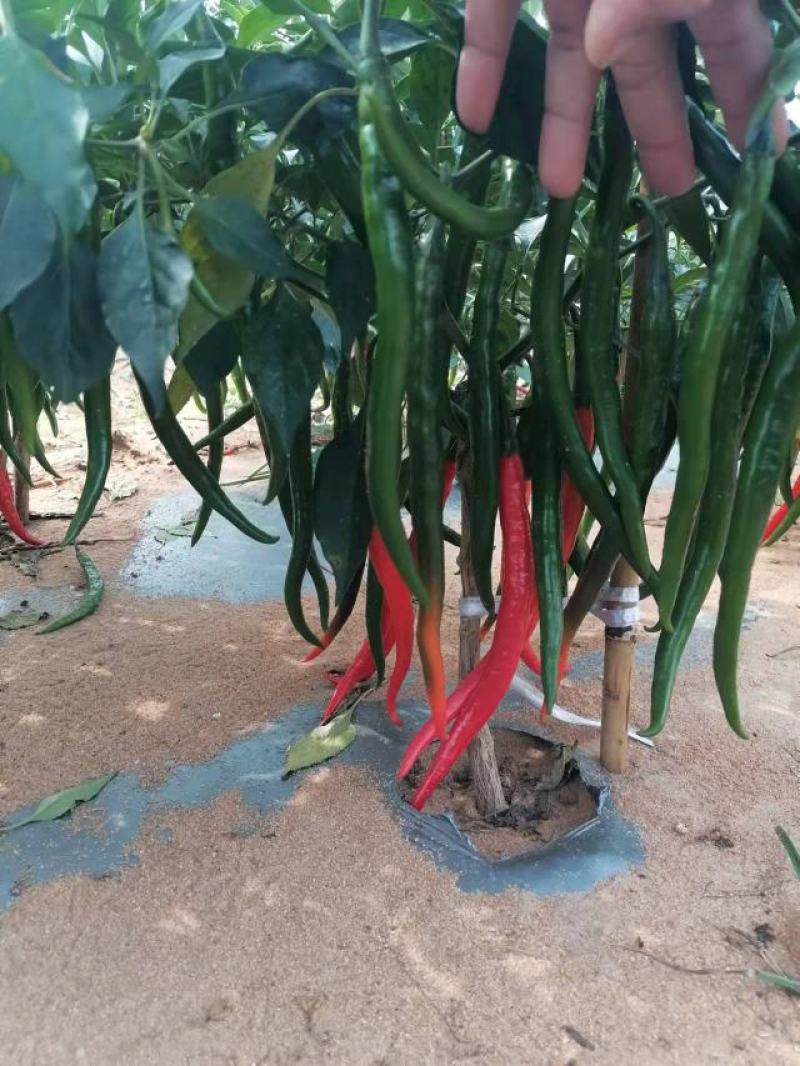 黑线椒，大量有货，可以定了，价格小涨价，欢迎光临