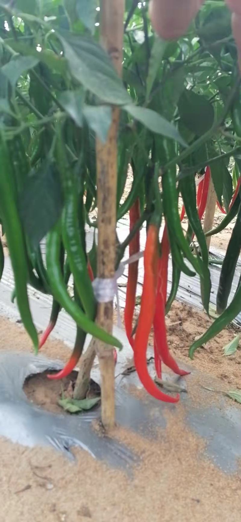 黑线椒，大量有货，可以定了，价格小涨价，欢迎光临