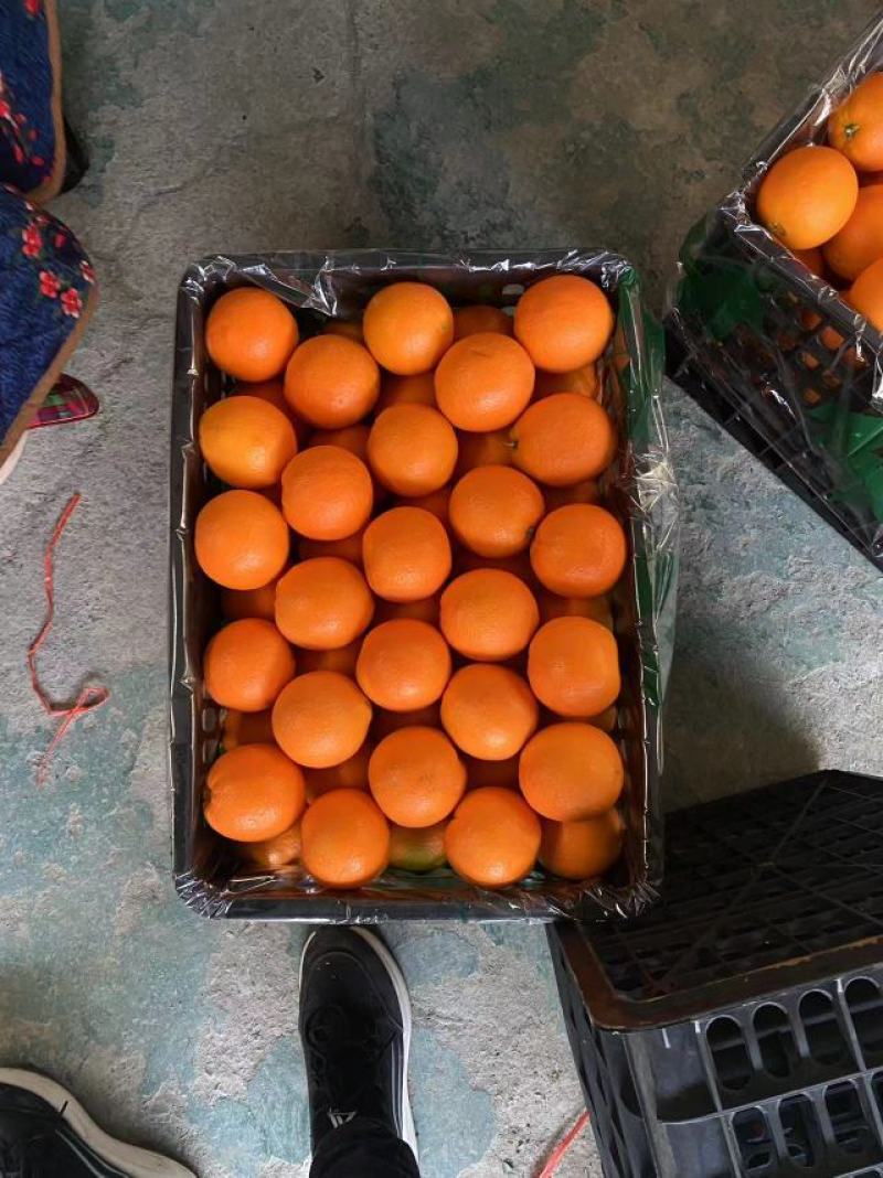 纽荷尔脐橙精品赣南脐橙纯甜化渣火红色果面干净