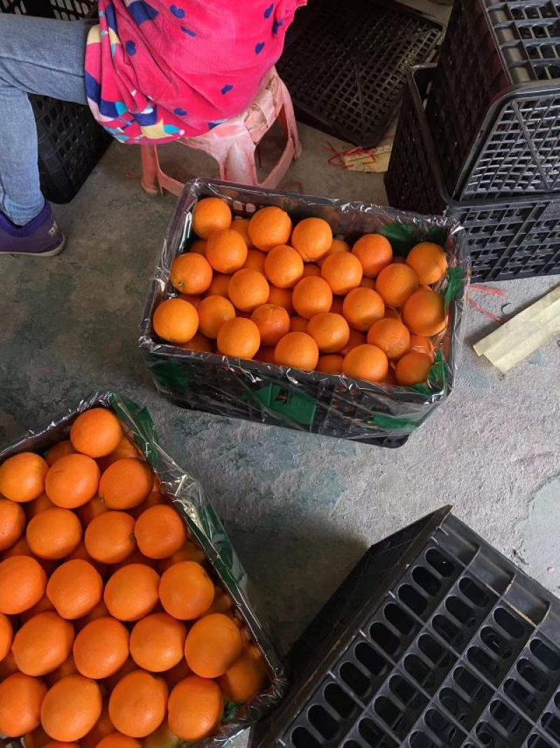 纽荷尔脐橙精品赣南脐橙纯甜化渣火红色果面干净