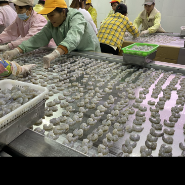 虾仁原料大虾仁青虾仁白虾仁新鲜厂家批发湛江