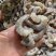 次虾红虾仁断虾仁残虾仁B级虾仁厂家批发