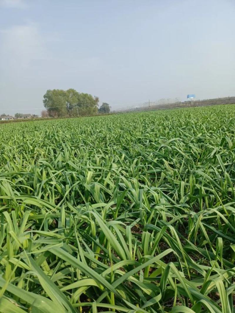 新鲜大量上市绿色红根蒜苗/脆嫩红根蒜苗/香甜脆嫩红根蒜苗