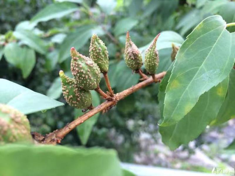【推存】连翘苗药用3号5号连翘苗，一年二年连翘苗欢迎订购
