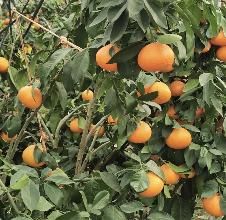 爱媛橙与其他柑橘类水果对比图