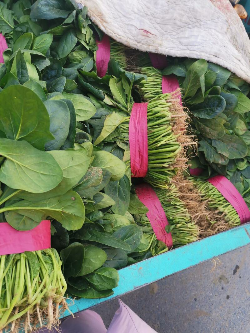 【强烈推荐】河南大叶菠菜产地直发量大从优货源充足