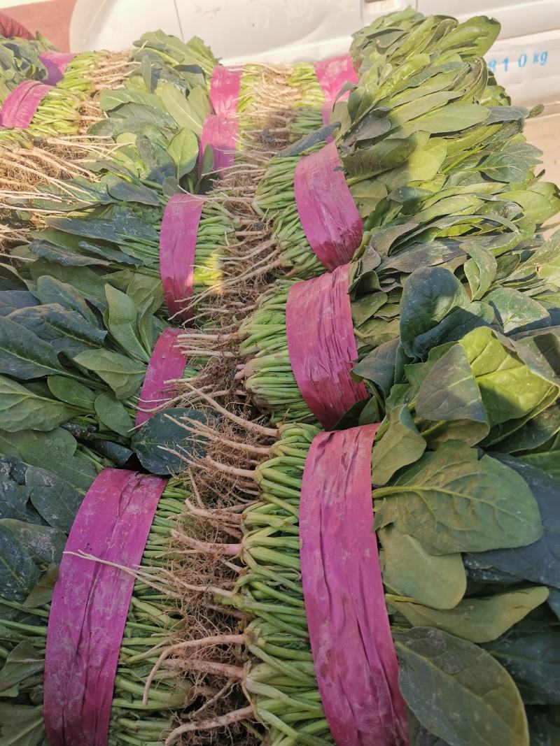 【强烈推荐】河南大叶菠菜产地直发量大从优货源充足