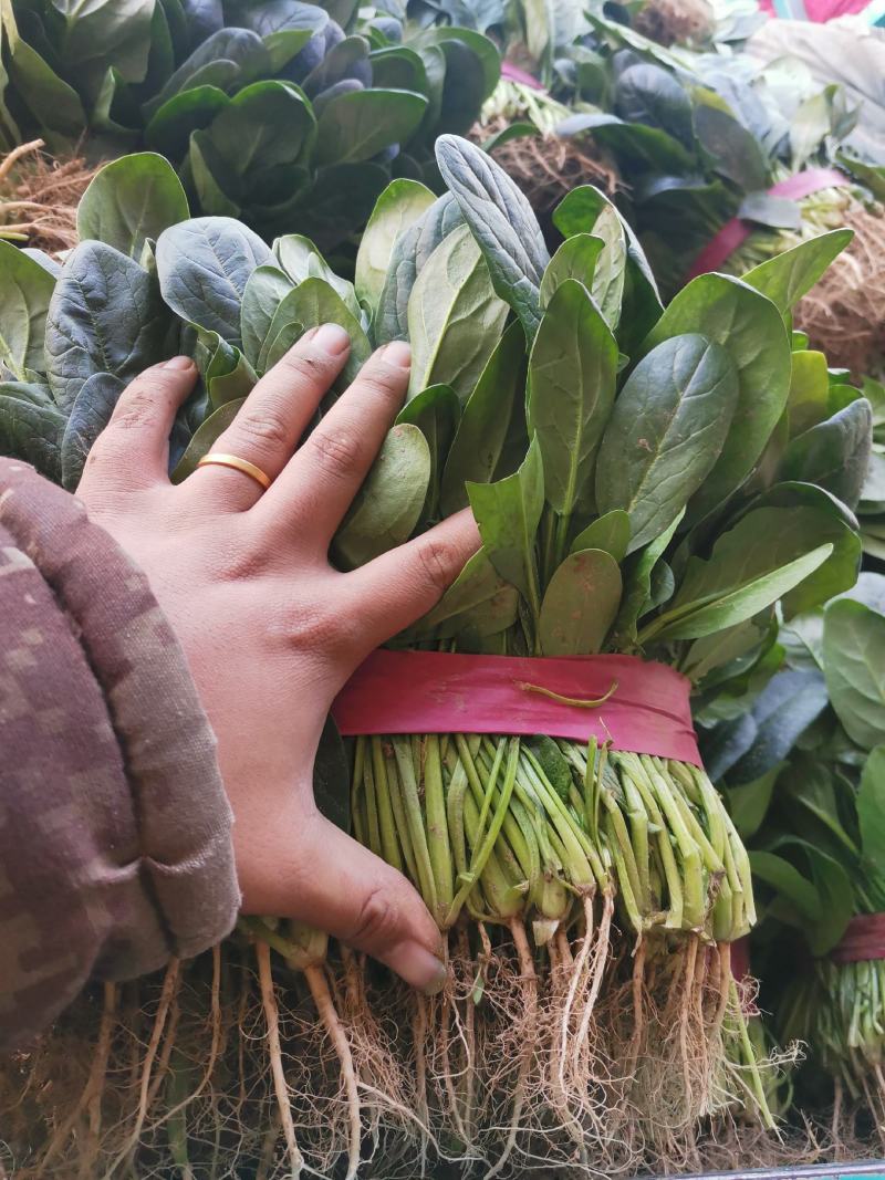 【推荐】大叶菠菜货源充足，产地直发品质上乘全国发货