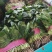 【推荐】大叶菠菜货源充足，产地直发品质上乘全国发货