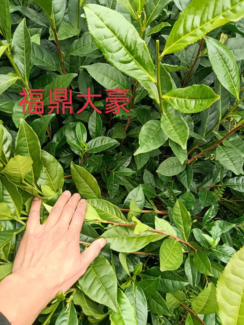 茶叶树苗