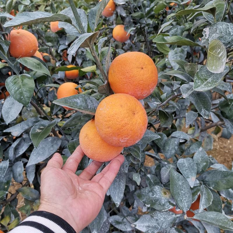 沃柑