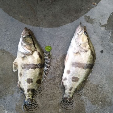 鳜鱼，生态养殖，活饵饲养，塘口批发，量大价优
