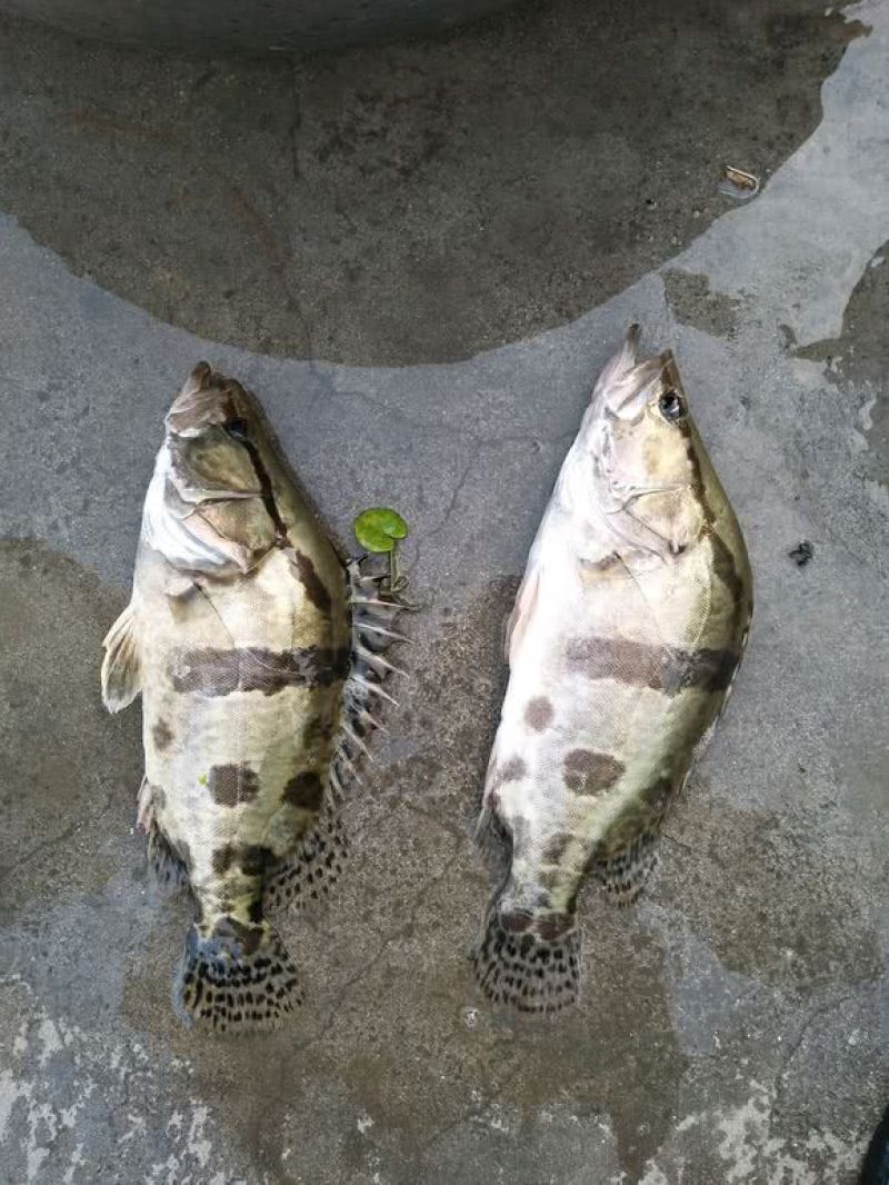鳜鱼，生态养殖，活饵饲养，塘口批发，量大价优