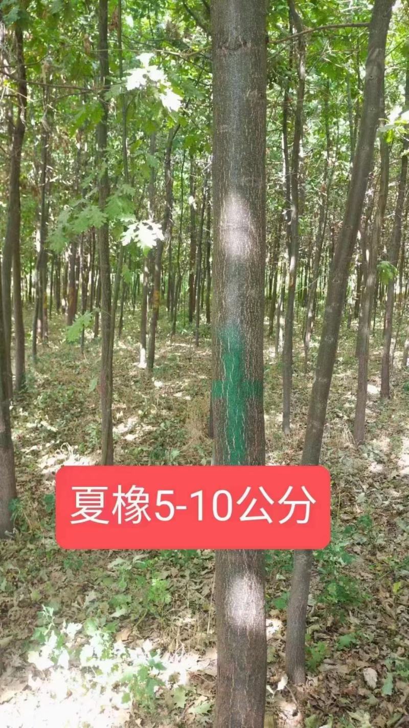 伊犁橡树基地直发现挖现发诚信经营量大从优