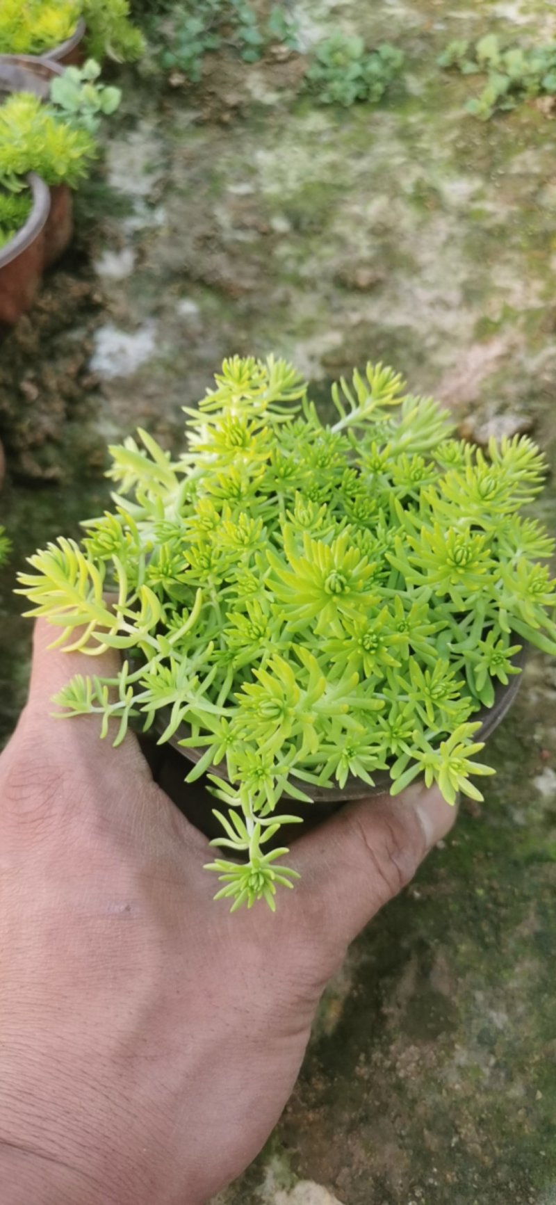 黄金条佛甲草