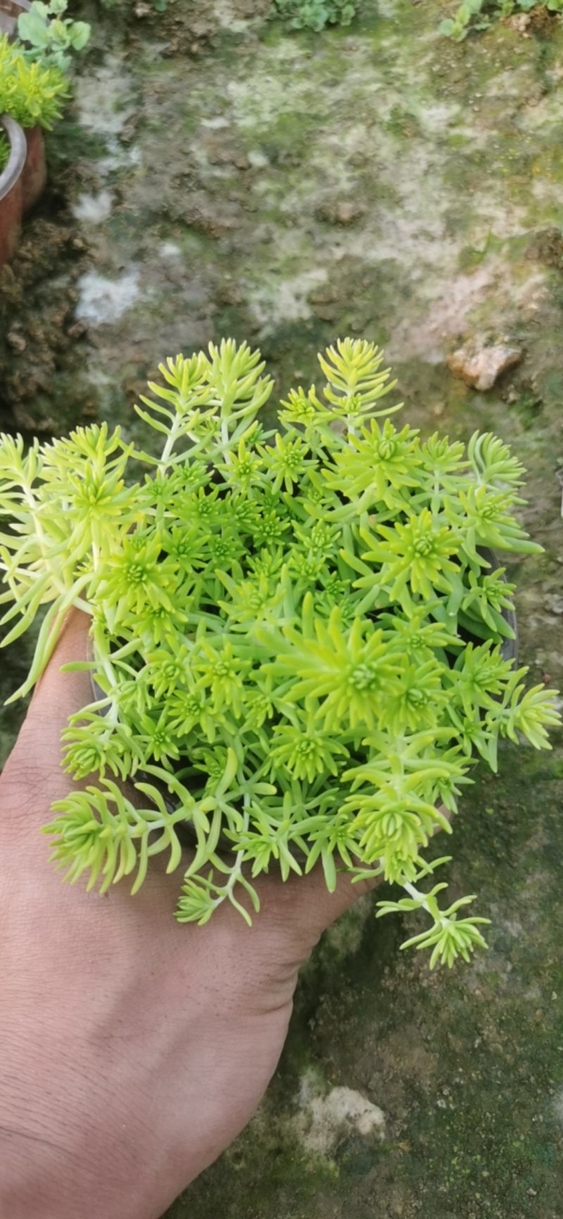 黄金条佛甲草