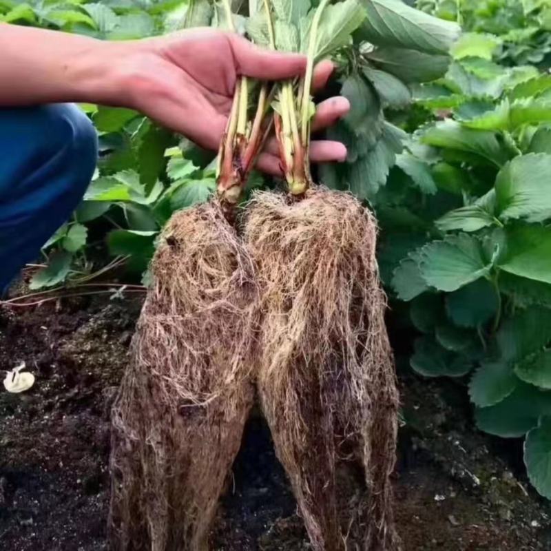 根深叶茂生根绿叶抗根腐强力生根叶面肥