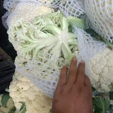 库存松花菜无黑点需要的一亩田联系我