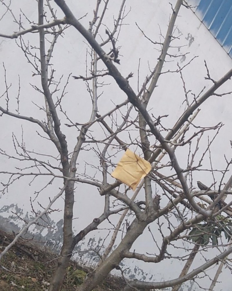 西梅树苗