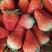 香野草莓，产地直供，品质优良，口感特好，果实较硬，耐运输