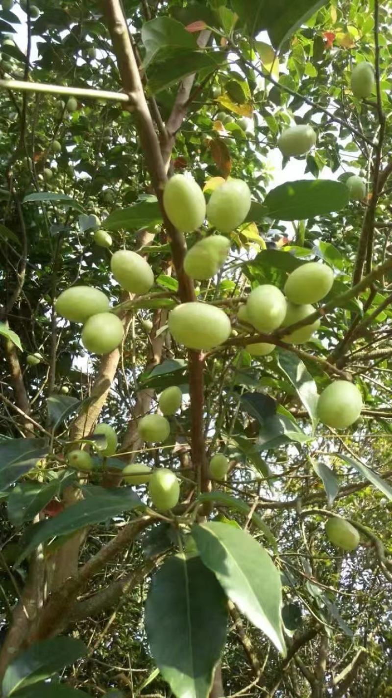 野生橄榄