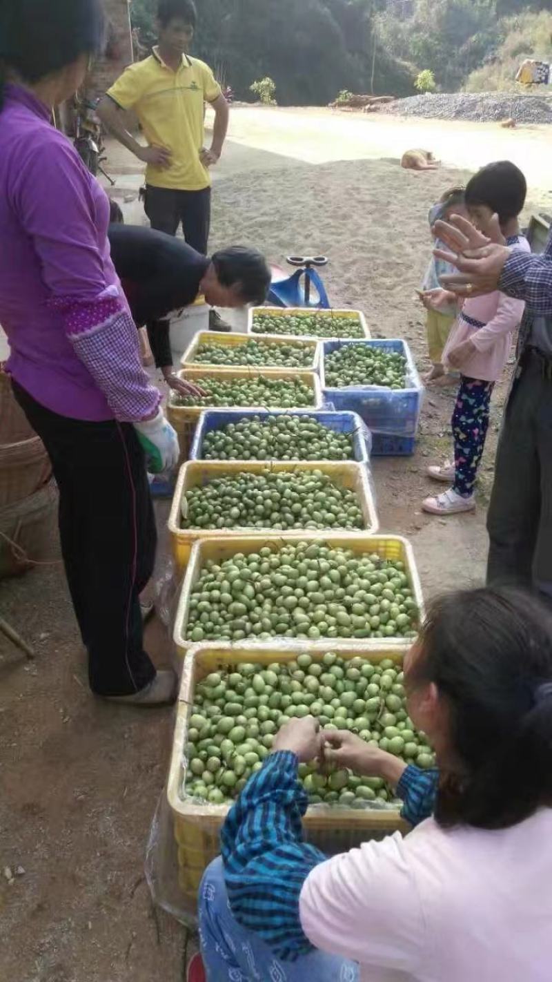 野生橄榄