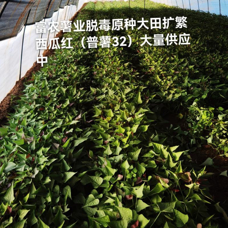 原种大田扩繁苗