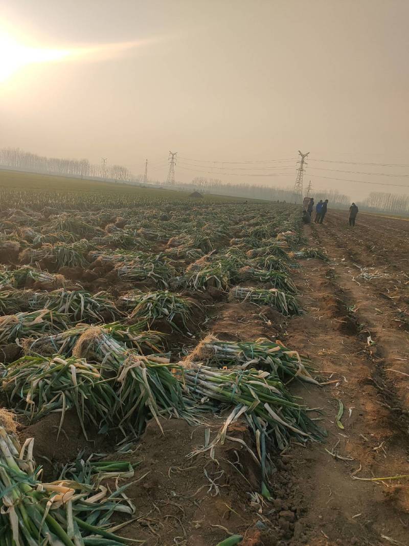 精品大刚葱高度40-55！基地批发！量大从优！一手货源！