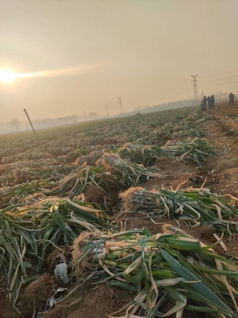 精品大刚葱高度40-55！基地批发！量大从优！一手货源！