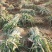 精品大刚葱高度40-55！基地批发！量大从优！一手货源！
