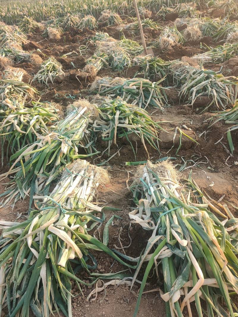 精品大刚葱高度40-55！基地批发！量大从优！一手货源！