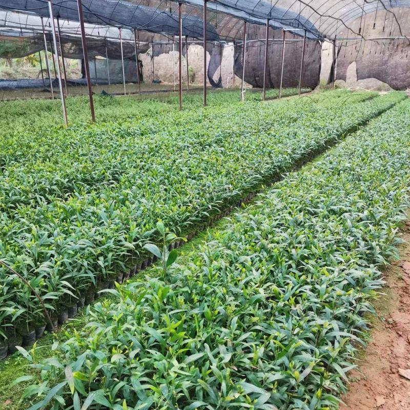 大叶相思，造林苗占地苗，复绿苗