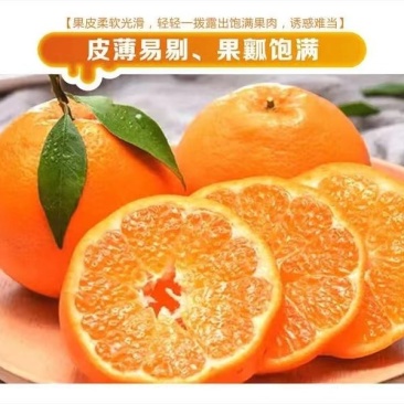 八年耙耙柑果园转让