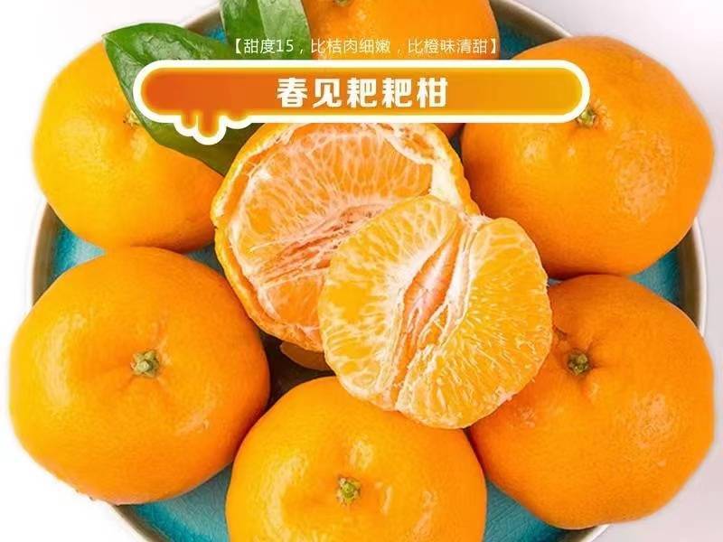 八年耙耙柑果园转让