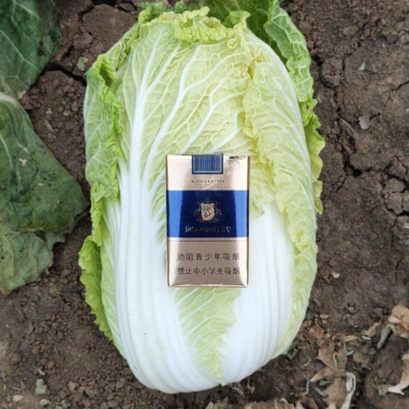 白菜