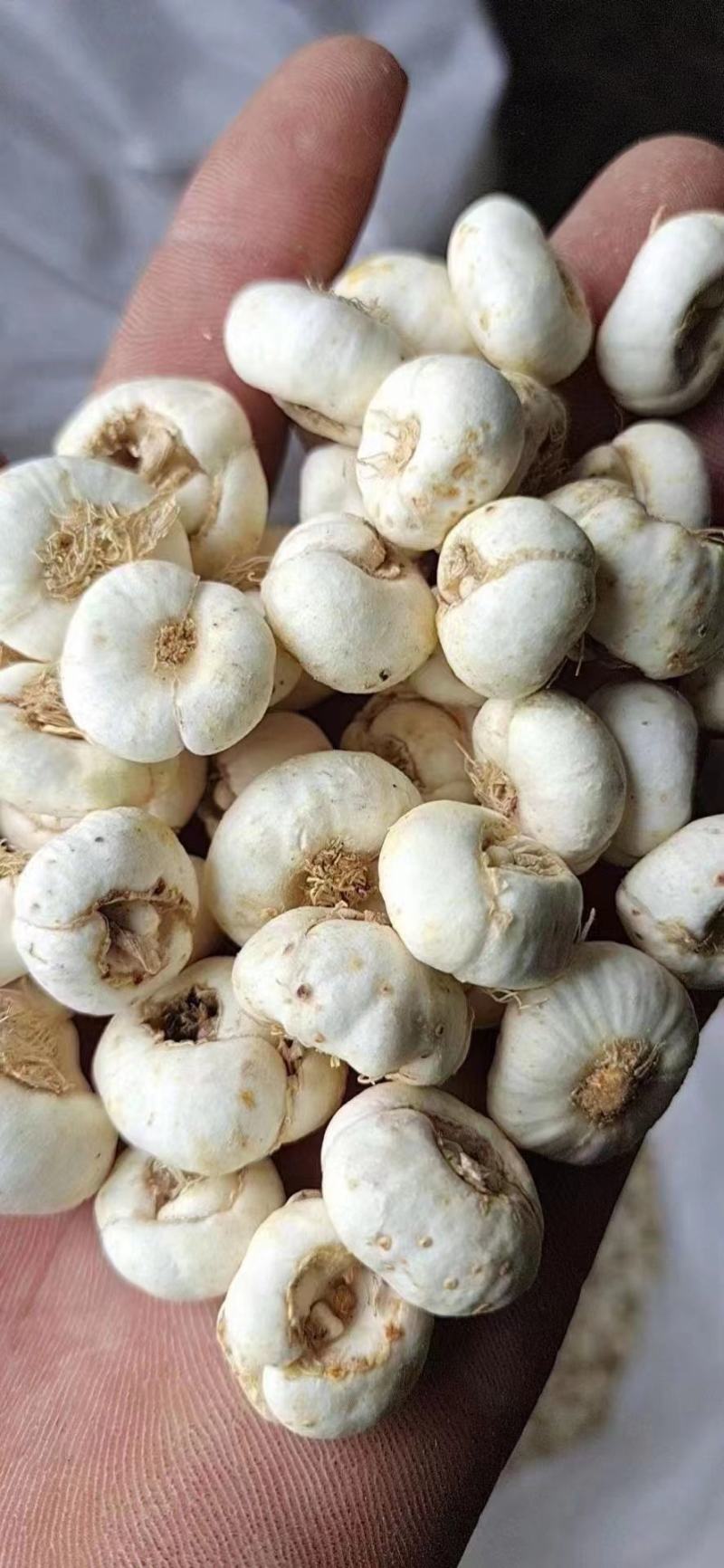 贝母，平贝母