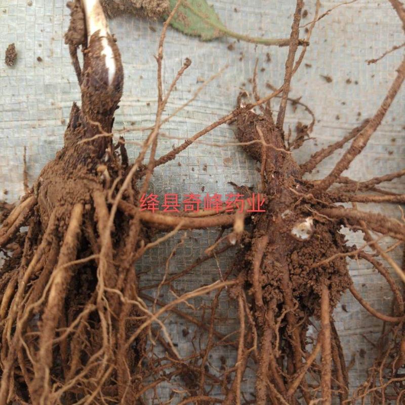 中条山苍术种苗（朱砂点），诚信经营，承德野生一代籽繁育。
