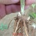 中条山苍术种苗（朱砂点），诚信经营，承德野生一代籽繁育。