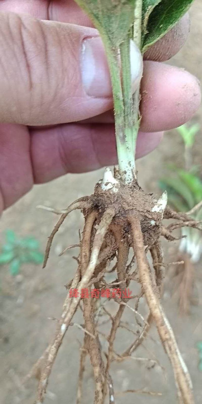 中条山苍术种苗（朱砂点），诚信经营，承德野生一代籽繁育。