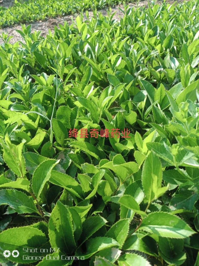中条山苍术种苗（朱砂点），诚信经营，承德野生一代籽繁育。