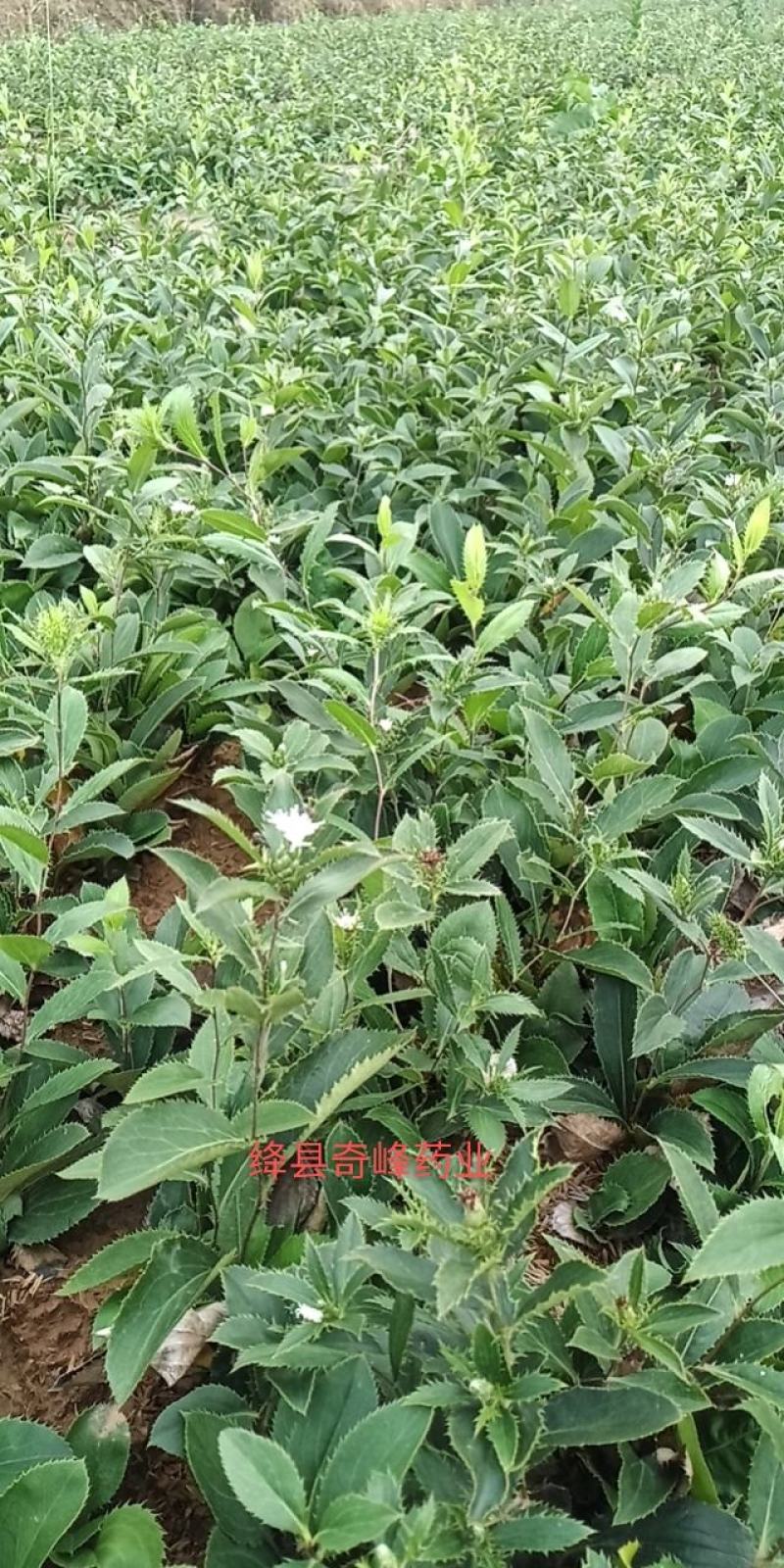 中条山苍术种苗（朱砂点），诚信经营，承德野生一代籽繁育。