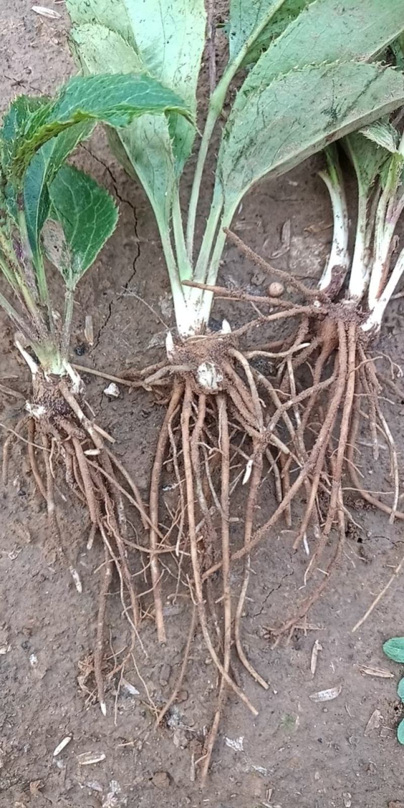 中条山苍术种苗（朱砂点），诚信经营，承德野生一代籽繁育。